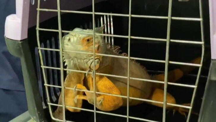 Üsküdar’da İguana şoku! Belediye Başkanı Türkmen bile şaşırdı G1