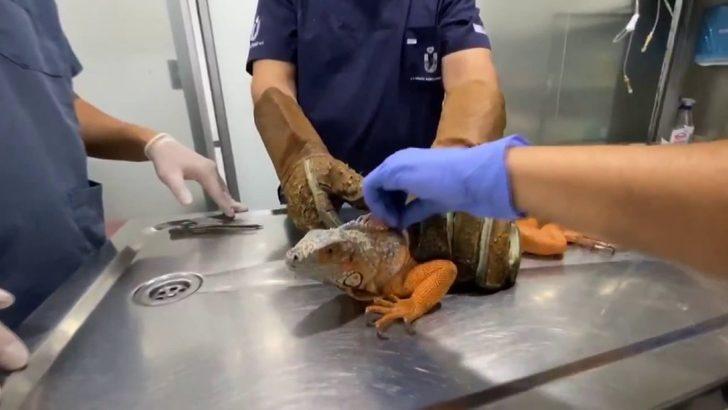 Üsküdar’da İguana şoku! Belediye Başkanı Türkmen bile şaşırdı G2