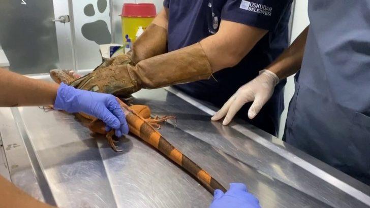 Üsküdar’da İguana şoku! Belediye Başkanı Türkmen bile şaşırdı G3