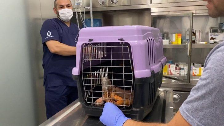 Üsküdar’da İguana şoku! Belediye Başkanı Türkmen bile şaşırdı G5