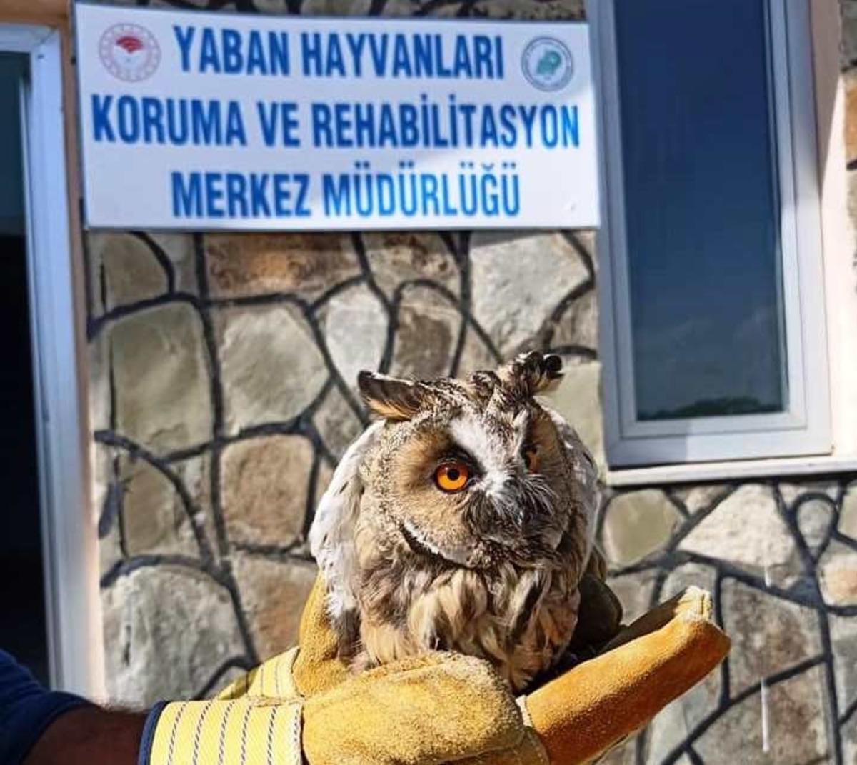 Yaralı kuşlar tedavi altına alındı