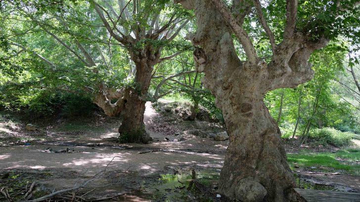870 yıllık ama... Anıt çınar ağaçlarının son hali doğaseverleri kahretti G1