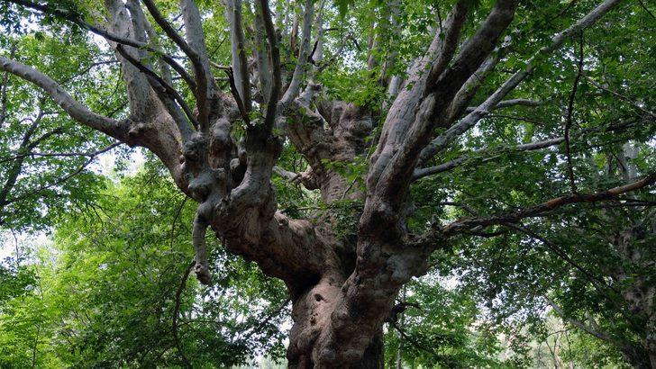 870 yıllık ama... Anıt çınar ağaçlarının son hali doğaseverleri kahretti G4