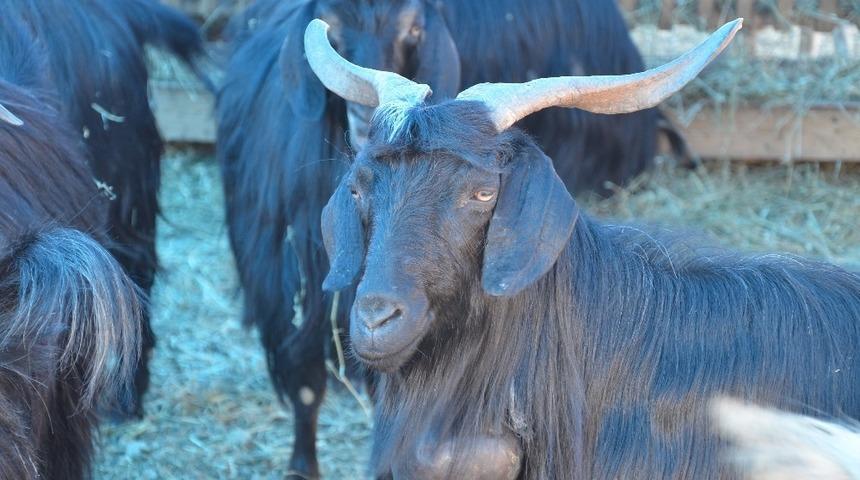 Gerze kurban pazarında son durum