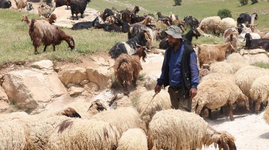Siirt&rsquo;te kurban satış ve kesim yerleri belirlendi