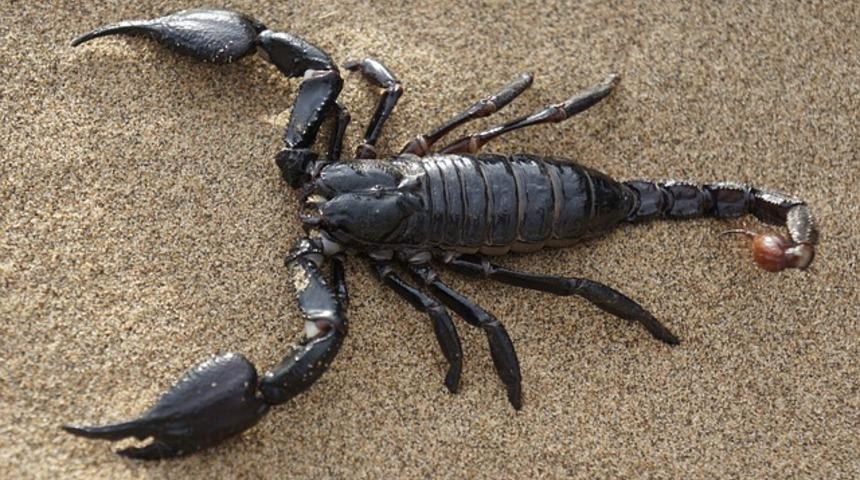 Kahve falında akrep görmek ne anlama gelir? Falda akrep şekli görmek