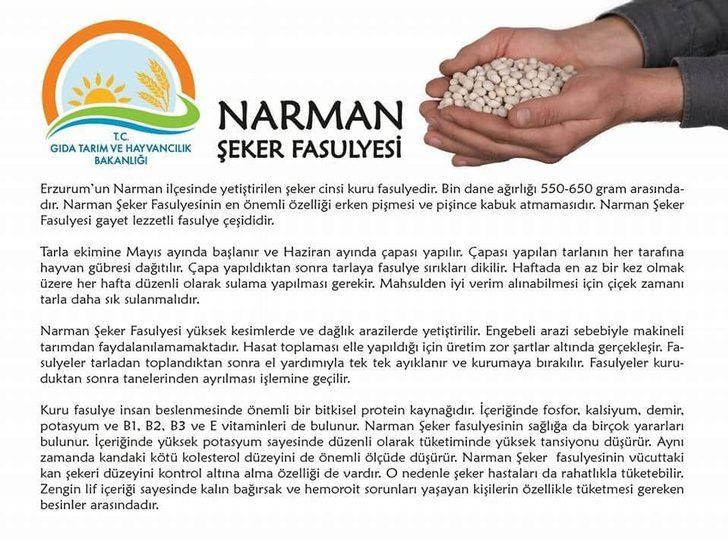 Narman şeker fasulyesi tescil edildi G2