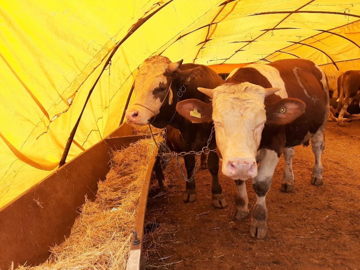 Ankara İl Tarım ve Orman M&uuml;d&uuml;rl&uuml;ğ&uuml;nden Kurban Bayramı &ouml;ncesi denetim