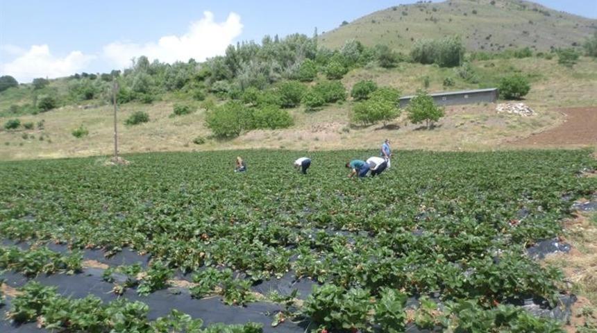 &Ccedil;at ve Sultansuyu barajları &ccedil;ift&ccedil;iyi g&uuml;ld&uuml;rd&uuml;