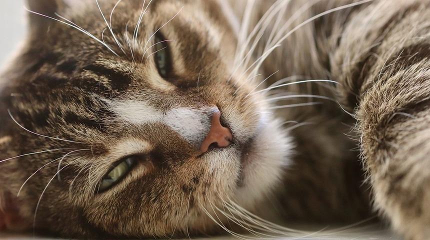 İngiltere’de ilk kez bir kedide koronavirüs tespit edildi