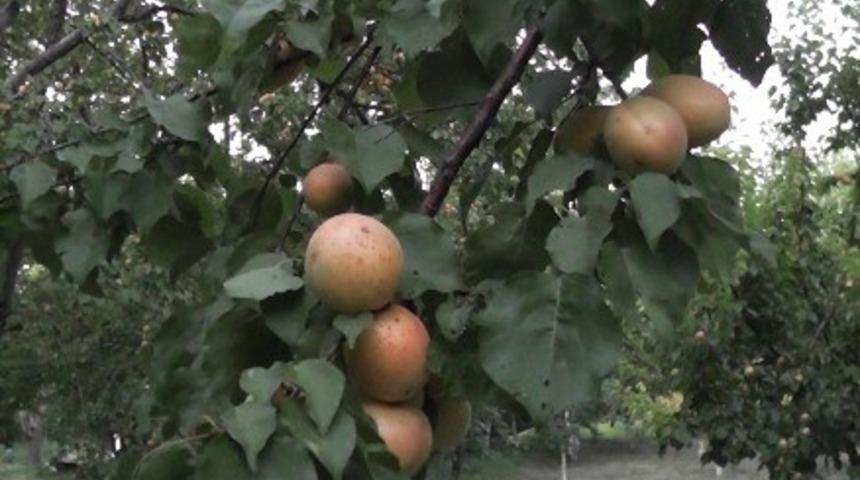 Malatya kayısısına Kayseri&rsquo;den rakip &ccedil;ıktı