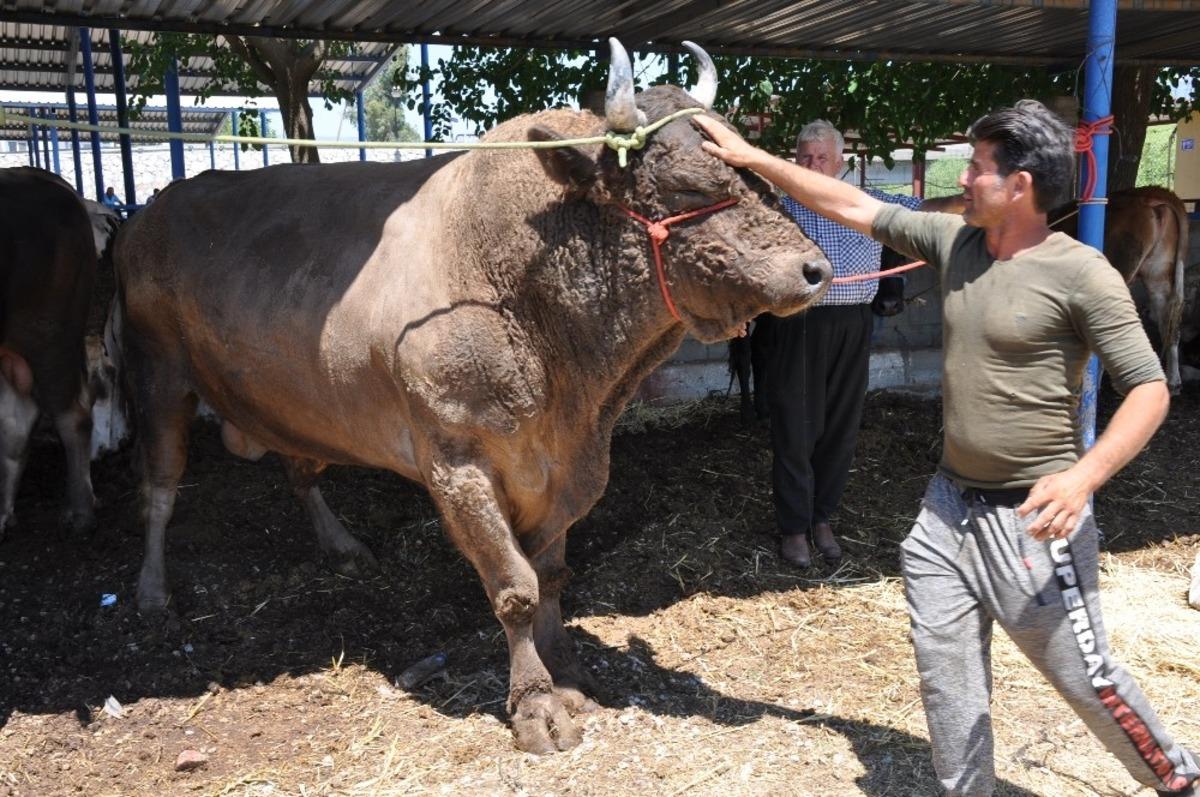 Pazarın g&ouml;zdesi Şampiyon satılmazsa, arenaya &ccedil;ıkacak