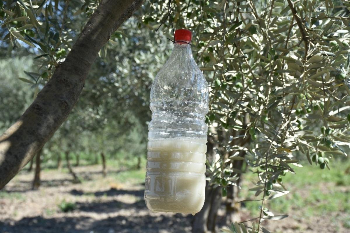 Zeytin sineğiyle m&uuml;cadelede biyoteknik y&ouml;ntem