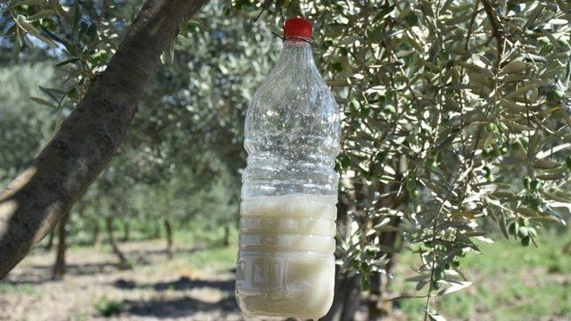 Zeytin sineğiyle mücadelede biyoteknik yöntem