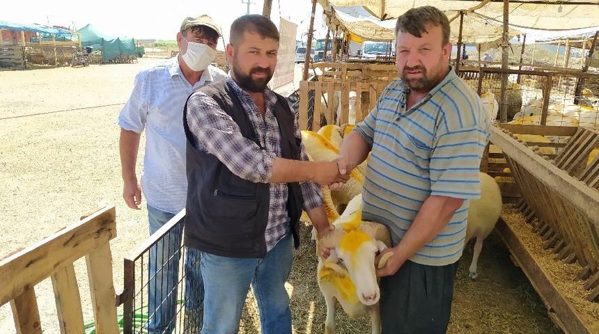 Lüleburgaz’da kurbanlıklar görücüye çıktı