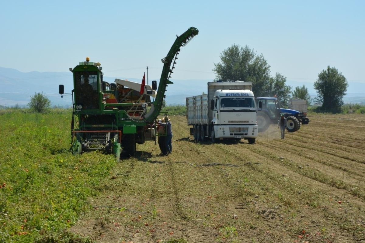 Salihli Ovası&rsquo;nda makineli domates hasadı