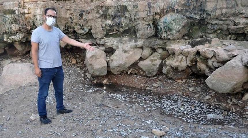 Manisa'da çay kurudu, binlerce balık telef oldu