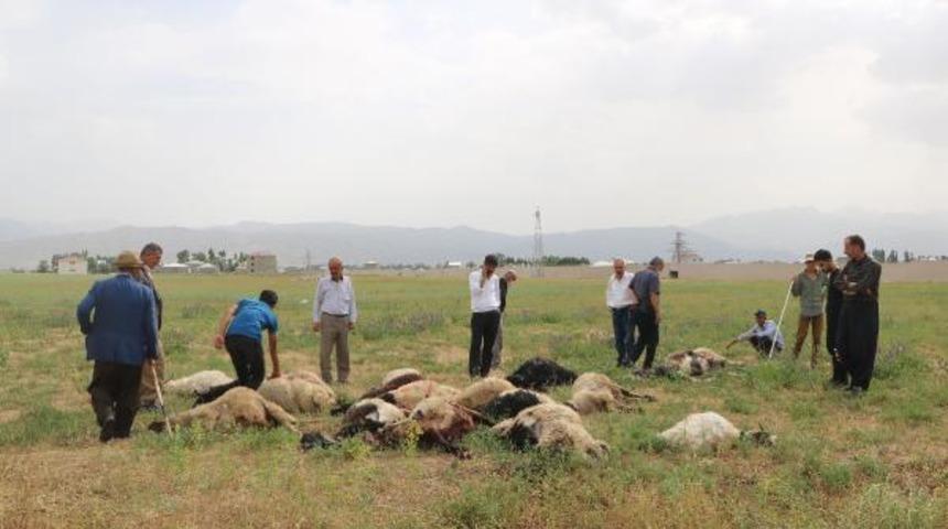 Yüksekova'da yıldırımlar can aldı: 1 kişi öldü, 19 koyun telef oldu
