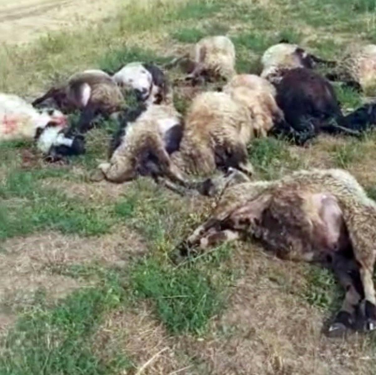 Y&uuml;ksekova&rsquo;da meraya yıldırım d&uuml;şt&uuml;, 17 koyun telef oldu