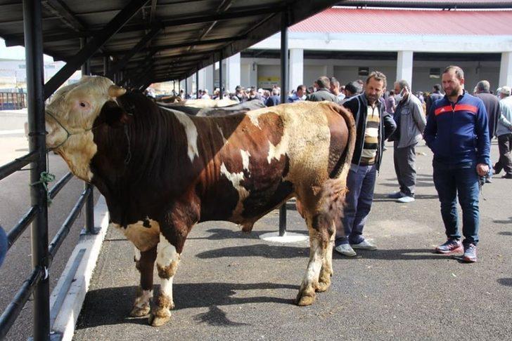Bayburt’ta Kurban Bayramı heyecanı G4