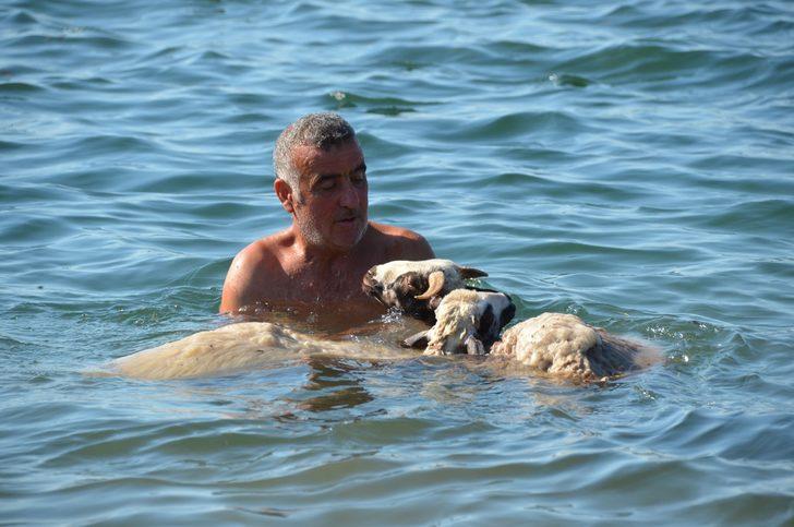 'Ade' ve 'Bade'yi kurbanlık yapmaya kıyamadı, birlikte denize girdi G1