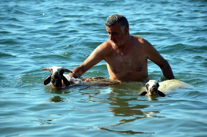 'Ade' ve 'Bade'yi kurbanlık yapmaya kıyamadı, birlikte denize girdi G2