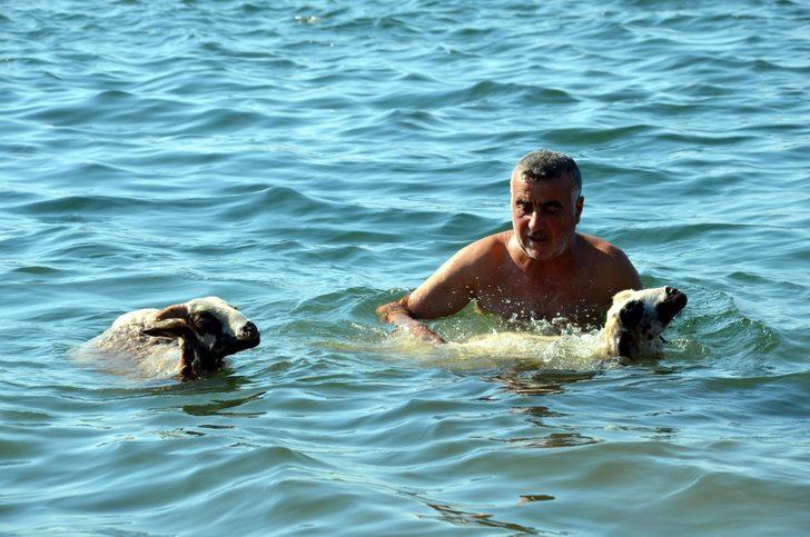 'Ade' ve 'Bade'yi kurbanlık yapmaya kıyamadı, birlikte denize girdi G3