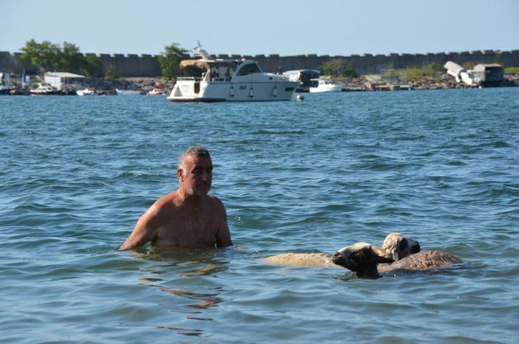 'Ade' ve 'Bade'yi kurbanlık yapmaya kıyamadı, birlikte denize girdi G4