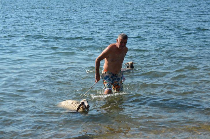 'Ade' ve 'Bade'yi kurbanlık yapmaya kıyamadı, birlikte denize girdi G5