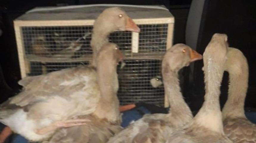 Edirne'de ilginç olay! Aracın bagajından ördek, kaz ve bıldırcın çıktı