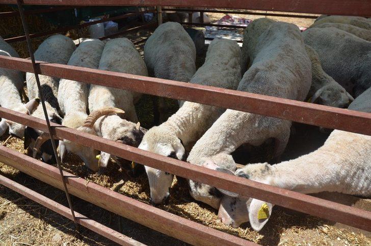 Kuşadası, Kurban Bayramı’na hazır G4