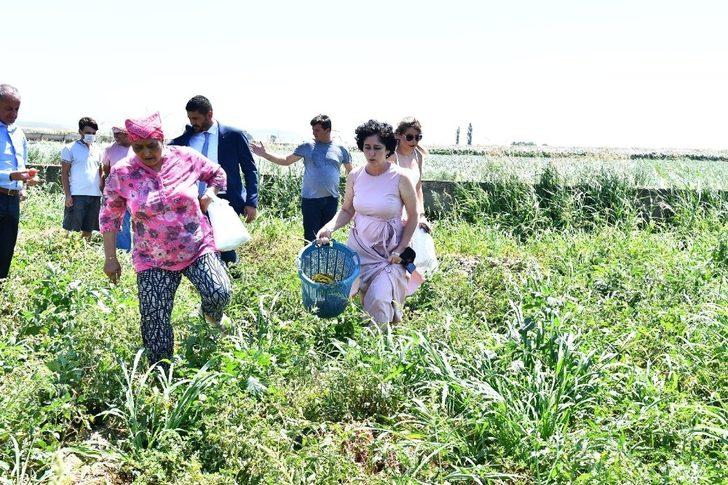 Büyükşehir’den istiridye mantarı üretimine destek G2