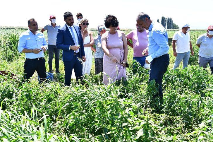 Büyükşehir’den istiridye mantarı üretimine destek G3
