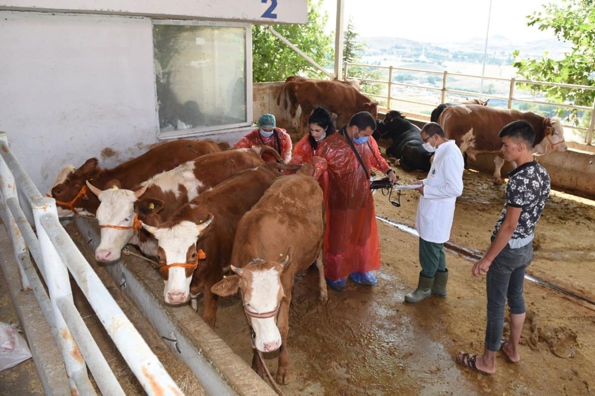 Altındağ&rsquo;da kurbanlıklara sıkı kontrol
