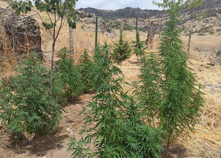 Tunceli’de uyuşturucu ile mücadele G2