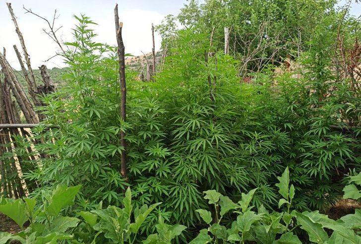 Tunceli’de uyuşturucu ile mücadele G3