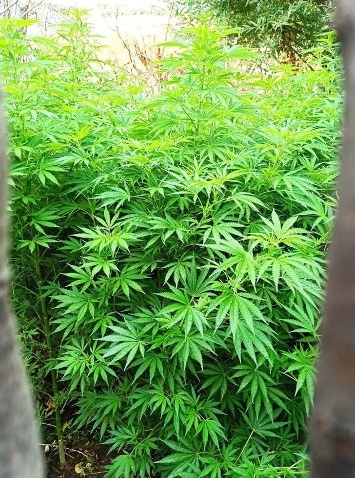 Tunceli’de uyuşturucu ile mücadele G4