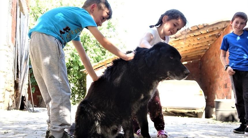 'Kurtlar par&ccedil;alasın' diye dağa atılan k&ouml;peklere k&ouml;yl&uuml;ler sahip &ccedil;ıktı