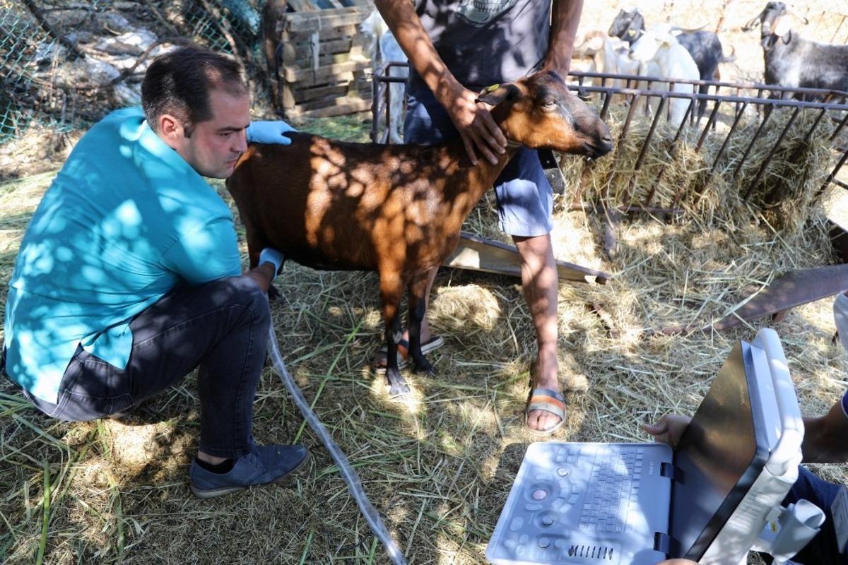 Kıl ke&ccedil;ilerine ultrasonlu sağlık kontrol&uuml;