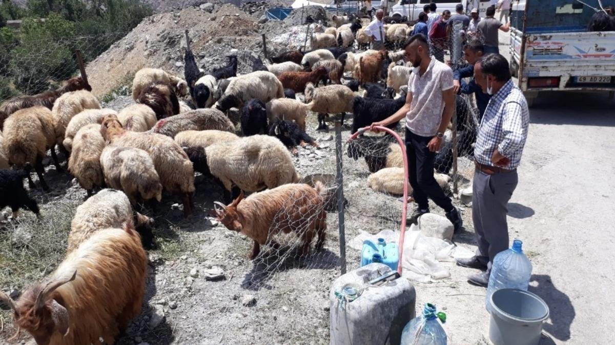 Hakkari Belediyesinden kurbanlık satıcılarına su hizmeti