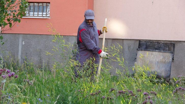Yabani otlar okul müdürü tarafından tırpanla biçildi G4