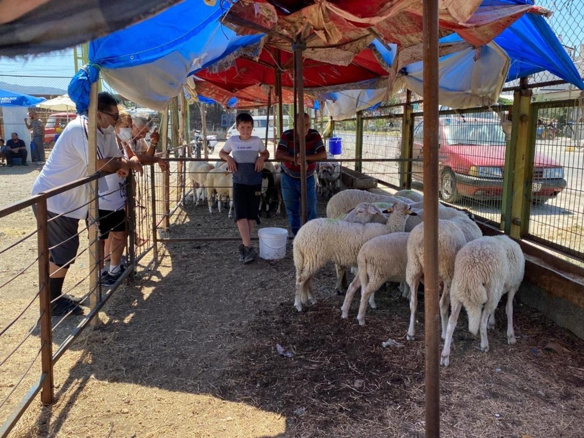 Burhaniye&rsquo;de kurban satış ve kesim yerleri hazır