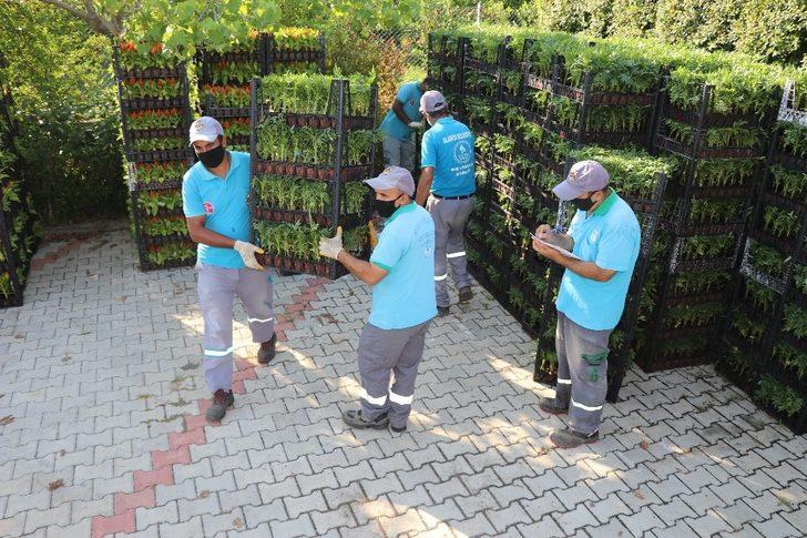 Alanya Belediyesi, 21 mezarlıkta 58 bin çiçek dağıtacak G4