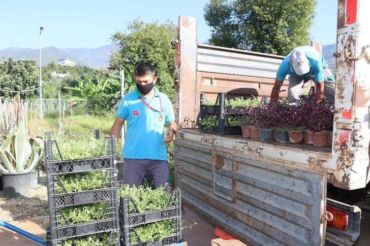 Alanya Belediyesi, 21 mezarlıkta 58 bin çiçek dağıtacak G5