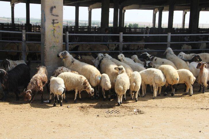Diyarbakır’da hayvan satış ve kesim şartları belirlendi G1