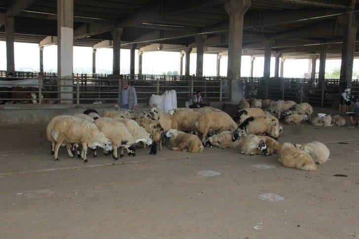 Diyarbakır’da hayvan satış ve kesim şartları belirlendi G2