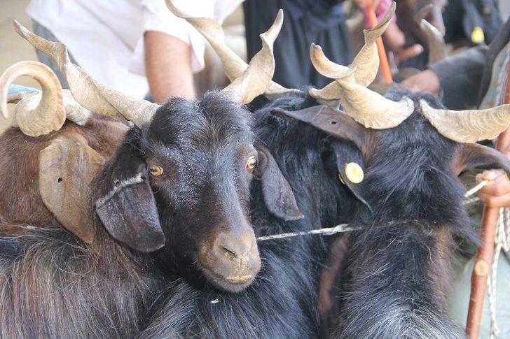 Diyarbakır’da hayvan satış ve kesim şartları belirlendi G3