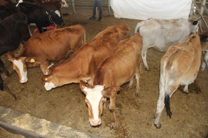 Diyarbakır’da hayvan satış ve kesim şartları belirlendi G5