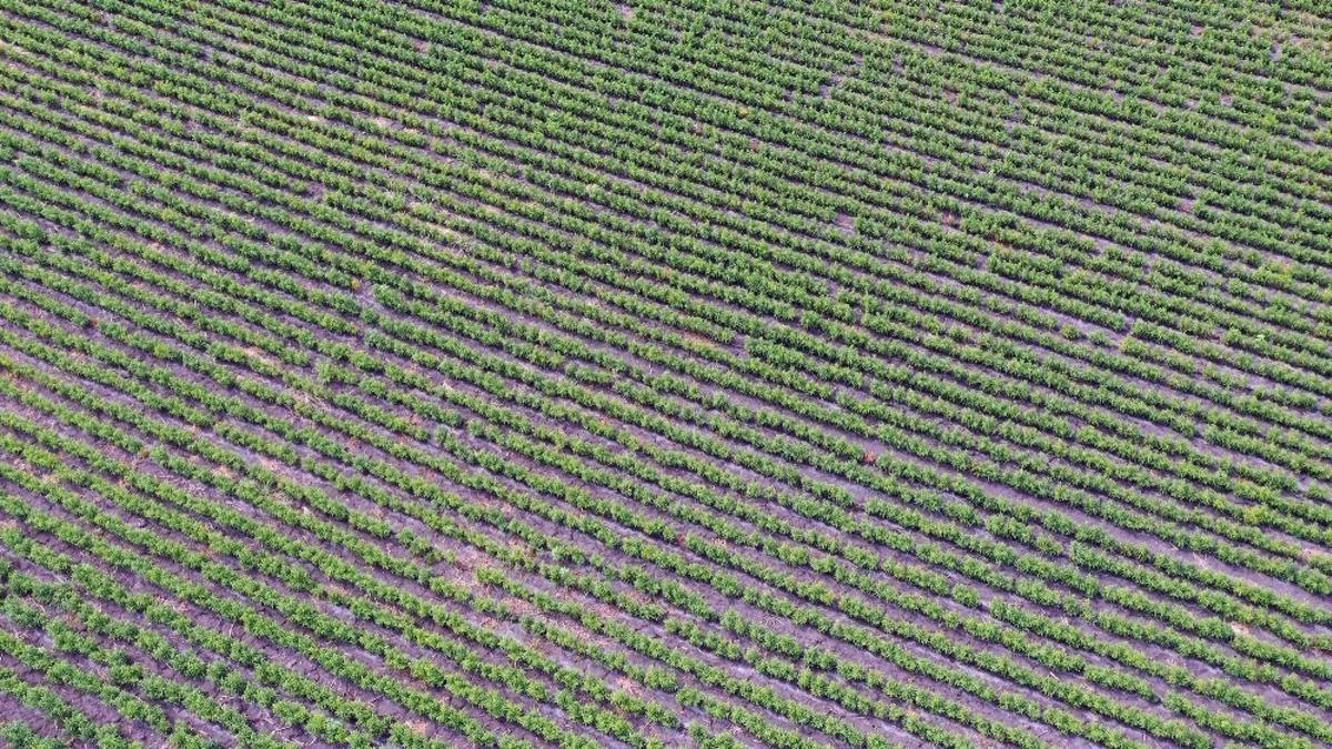 Biber fidesi desteği &uuml;reticiye can suyu oldu
