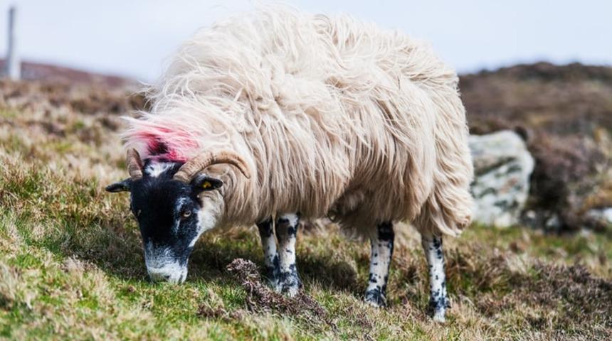 Terviye günü ne zaman? Terviye günü ne anlama gelir? Zilhicce Terviye günün ibadetleri nelerdir?